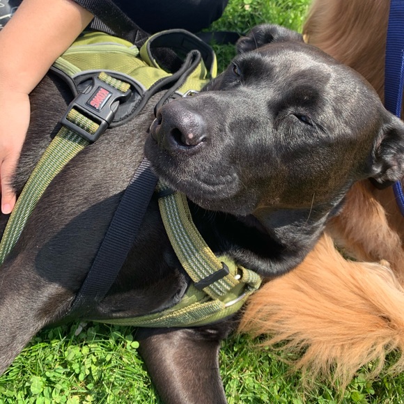 Meet your Posher, Curly and Olive - Picture 3 of 7